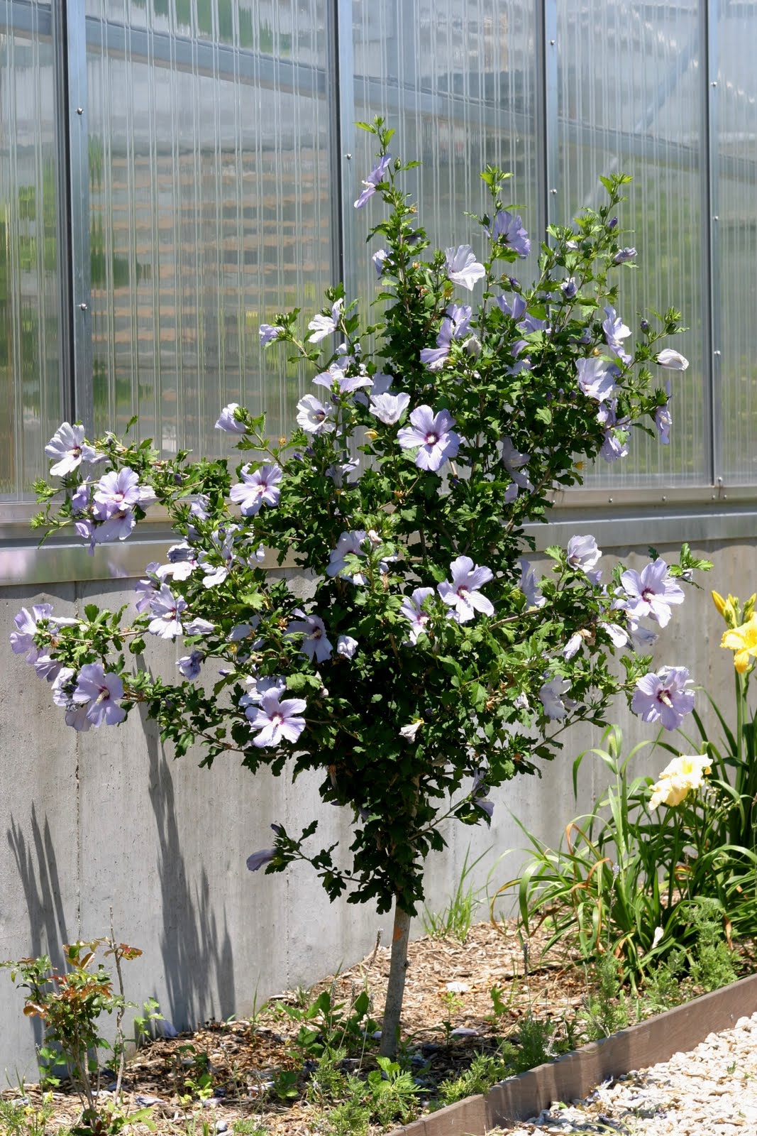 Prairiebreak Common As Dirt Lilacs And Caragana