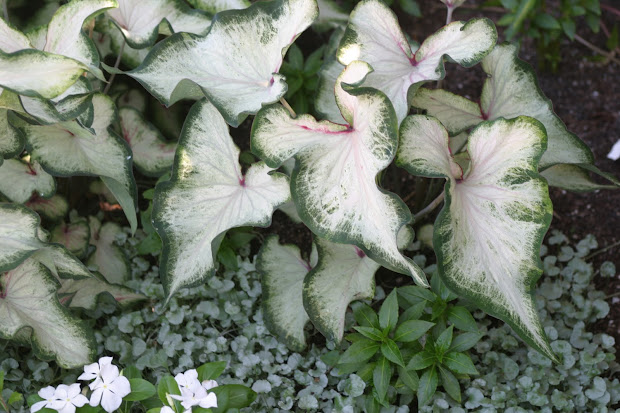 powell gardens' five good