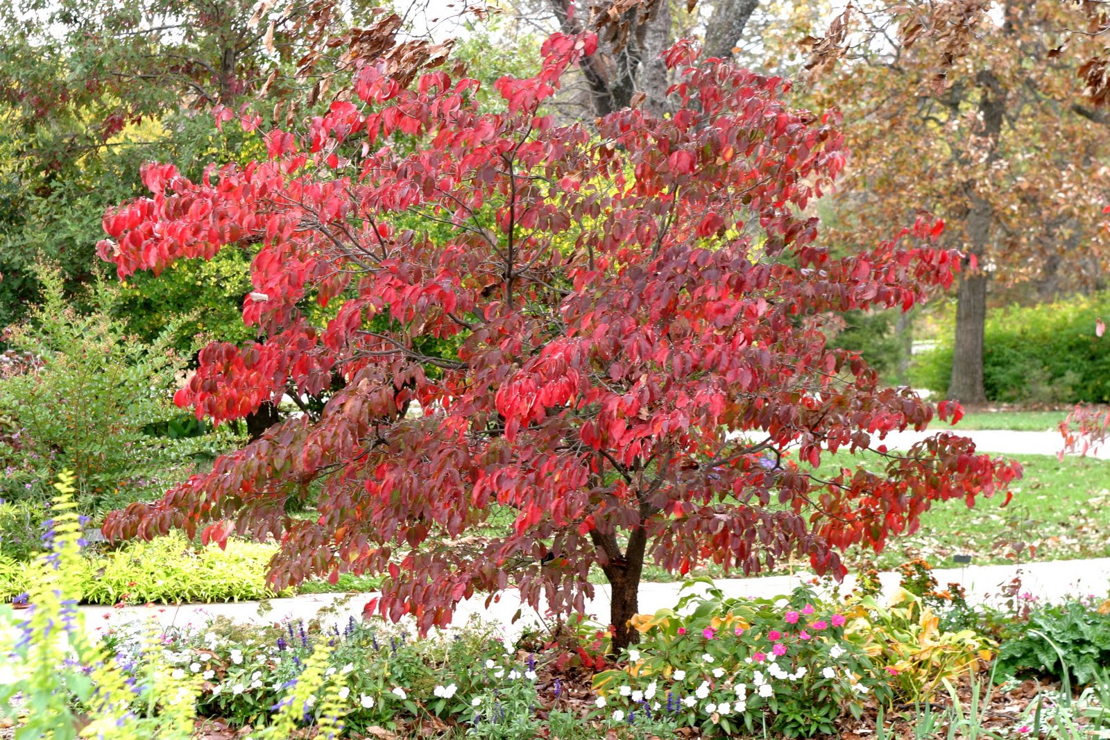 Dogwood+trees+in+fall
