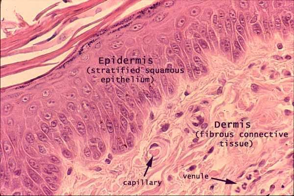 describe the types of epithelial and connective tissue found in the epidermis and dermis of the skin What is the type of tissue that forms the epidermis this is the top layer of skin made up of epithelial cells four basic primary types of tissue. describe the types of epithelial and connective tissue found in the epidermis and dermis of the skin What is the type of tissue that forms the epidermis this is the top layer of skin made up of epithelial cells four basic primary types of tissue.
