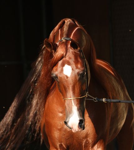 http://4.bp.blogspot.com/_O-NIujOQSik/TEkLp5ZVwaI/AAAAAAAAAb8/w-WxGjC7Qeg/s1600/E+Mail+Sadiks+Psyche+2006+Australian+National+Arabian+Champion+Stallion.JPG