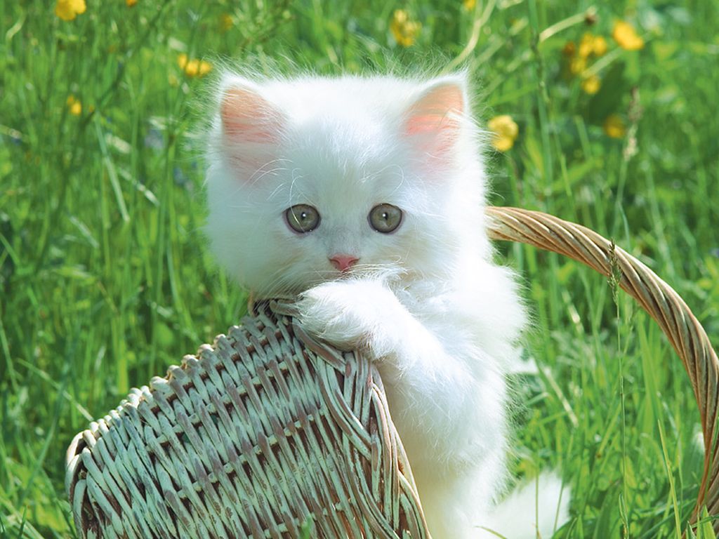 Imagenes de gatos persas Imagenes de gatos persas