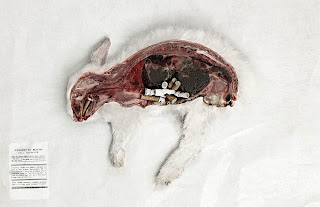 no butts, anti-tabac, jean julien guyot, ipub, blog strategy, infopub.blogspot.com, ipub.ca.cx