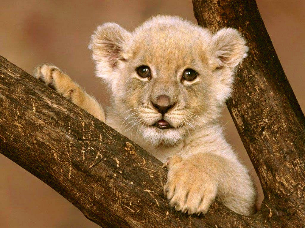 http://4.bp.blogspot.com/_O-sIn2Jn65M/TSox-bHdqEI/AAAAAAAAAD8/mDQSALRIIjc/s1600/cub_lion.jpg