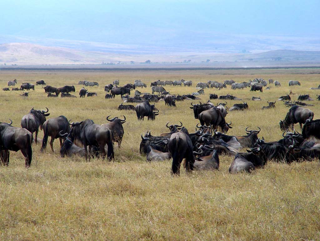 1160319572_1024x768_wildebeest-herd.jpg