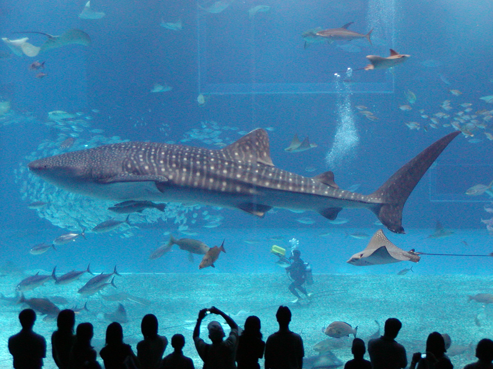 whale sharks populate all