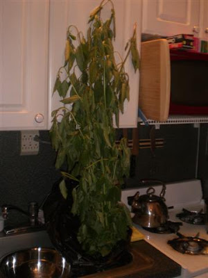 Moeha: the World's Tallest Leafy Green