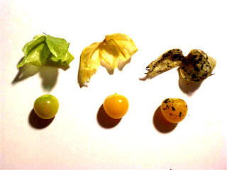 husk cherries, ground cherries, gooseberries, without husk
