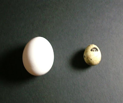 Quail egg vs. hen egg