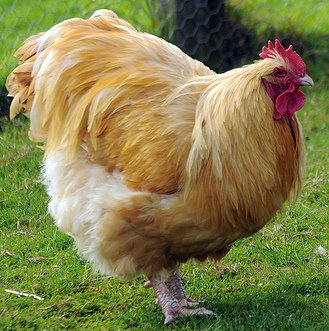 [chicken.jpg]