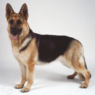 German_shepherd_dog_pics_2.JPG