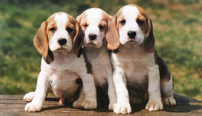Beagle-Puppy.jpg