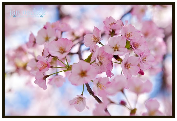 Washington DC Cherry Blossoms 2010