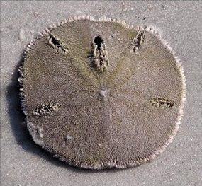 Dead Sand Dollar