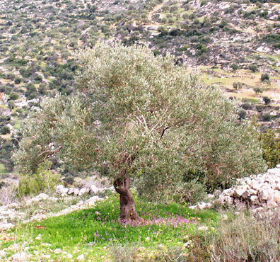 [Olive+tree.gif]