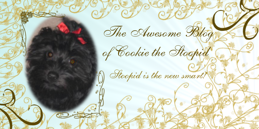 The Awesome Blog of Cookie the Stoopid