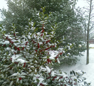 snow covered holly and evergreen