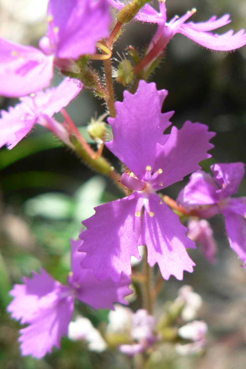 [flower+#7.jpg]