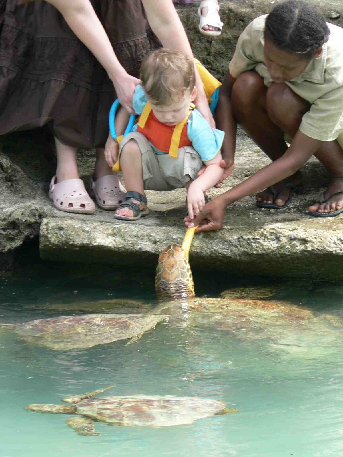 [turtle+2.jpg]