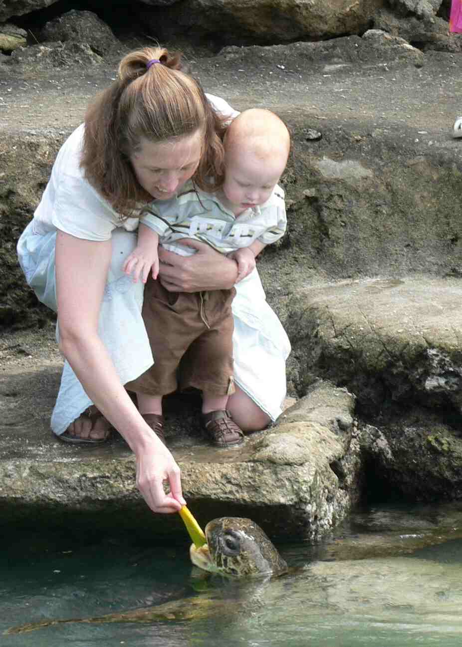 [turtle+3.jpg]