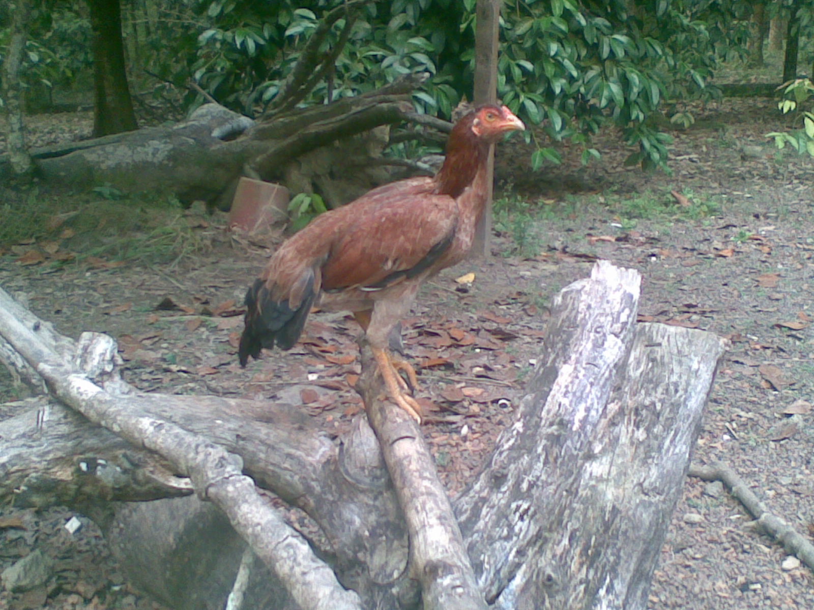 Ayam Baka Baik Ayam Baka Baik