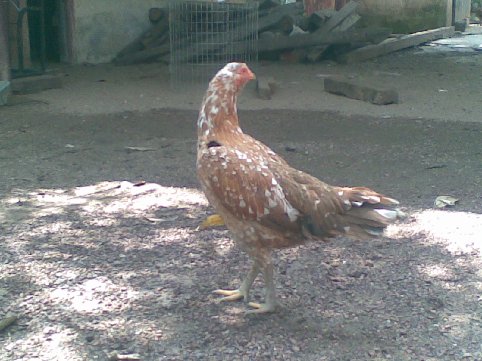 Ayam Siam Sabung Betina Bintik Ayam Siam Sabung Betina Bintik