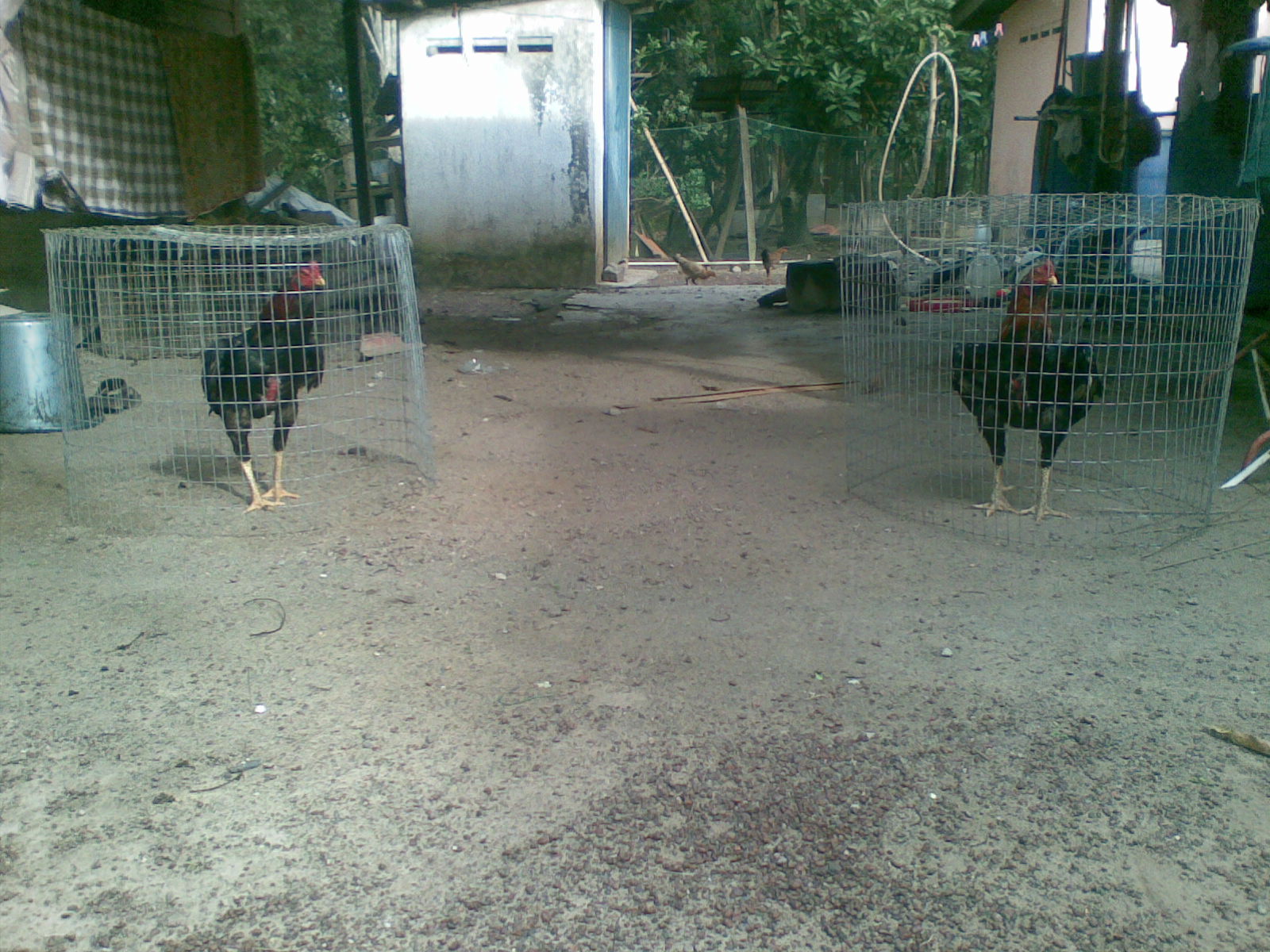 Ayam Siam Sabung Bauk Ayam Siam Sabung Bauk