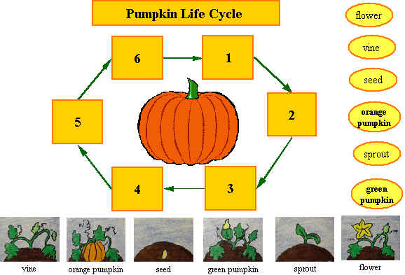 Sippy Cup Central It's Pumpkin Time!