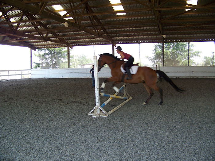 Roxy learning to jump- 7/2008