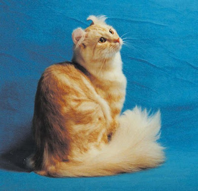kucing phylum kucing