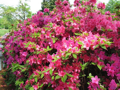 Azaleas Bushes