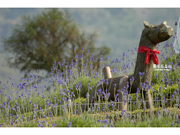 Lavendar Forest