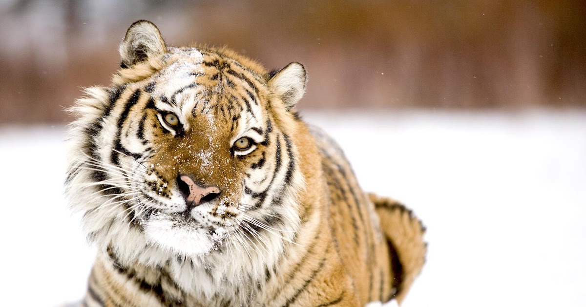 Michael Hazzard Photography: Take better Wildlife photographs at the Zoo