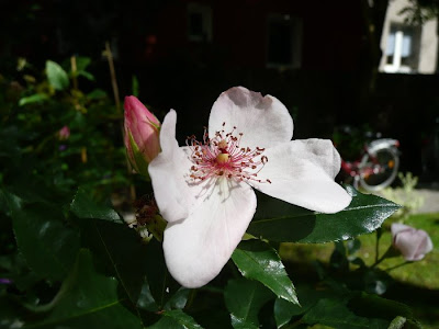 In diese Rose habe ich mich direkt verliebt.