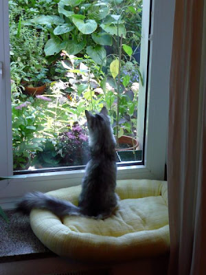 Ich will hier rauuus!