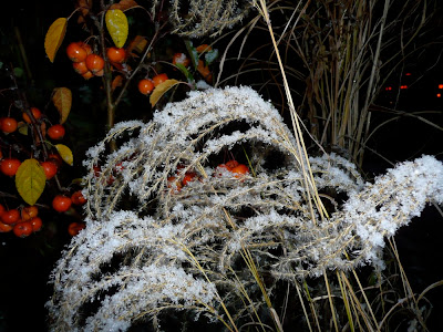 Miscanthus mit Schneehaube - ist das nicht herrlich?!