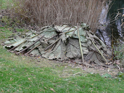 Sollte ich einmal einen großen Garten mit Teich besitzen, wird dort eine Gunnera wachsen. Definitiv!