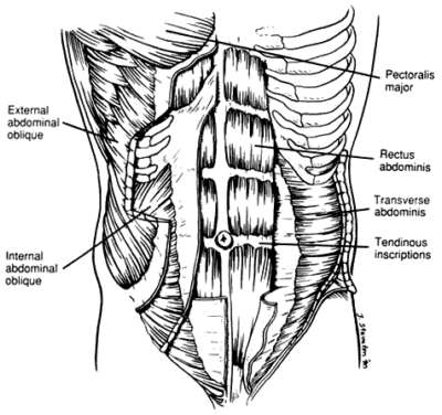 Anatomy of Abdominal Muscles
