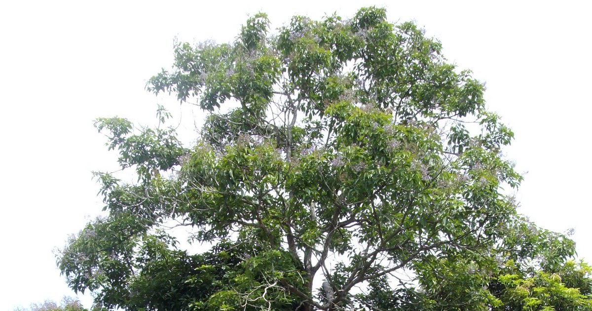 the last frontier Like our molave ( Vitex parviflora )