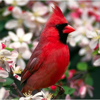 Red Bird Red Bird
