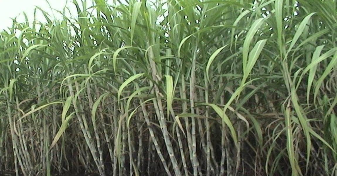 Master Tebu Hijau: Contact Us