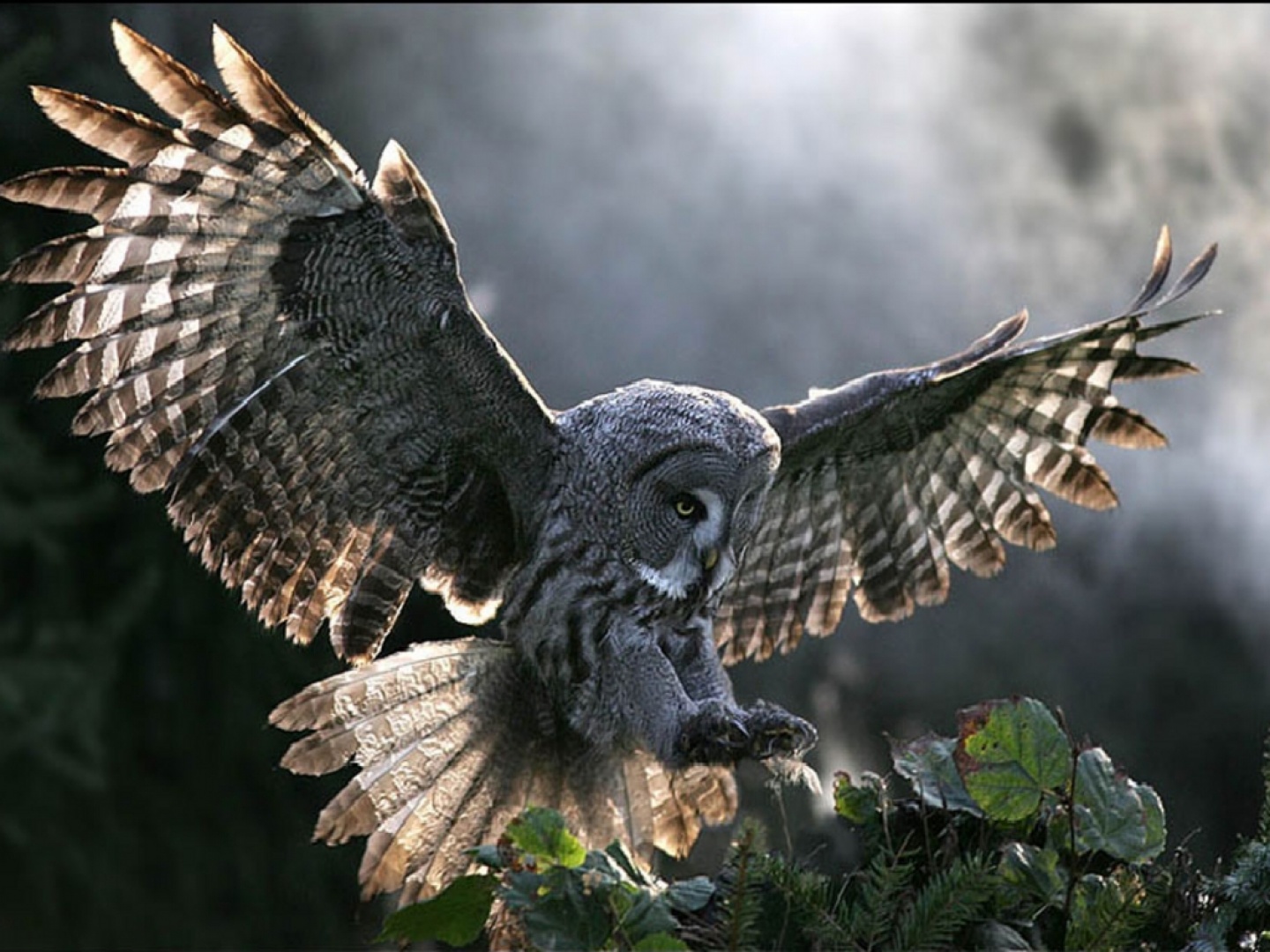 http://4.bp.blogspot.com/_O8OCaC3a-iI/TFYPn54I2oI/AAAAAAAAARM/AIZ6MkxwXeo/s1600/B%C3%BAho_curiosoanimal.blogspot.com+(15).jpg