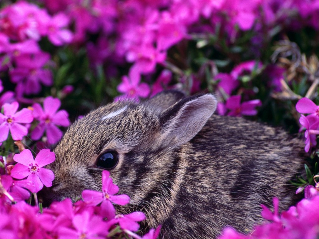 Curiosidades y fotos de animales: Conejo