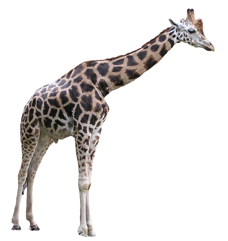 Curiosidades y fotos de animales: Jirafa