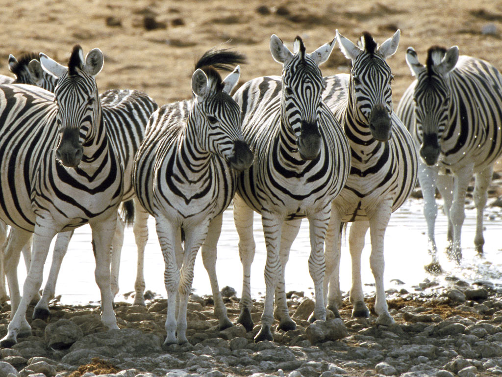 Curiosidades y fotos de animales: Zebra