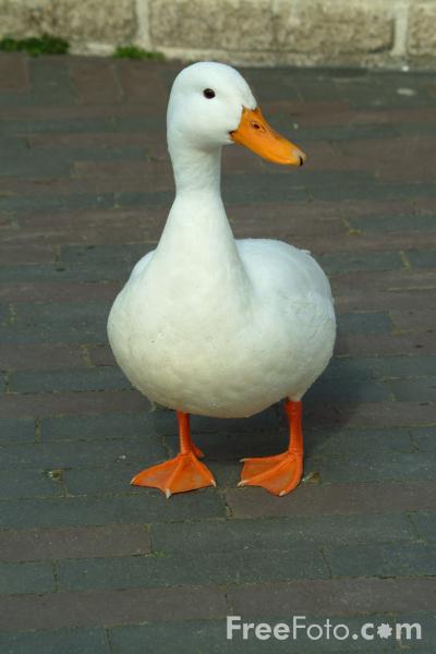 Curiosidades y fotos de animales: Pato