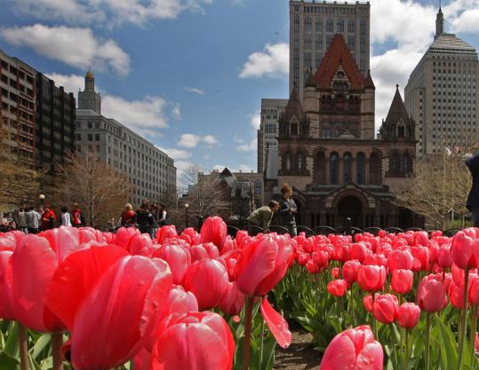 [bostontulip]