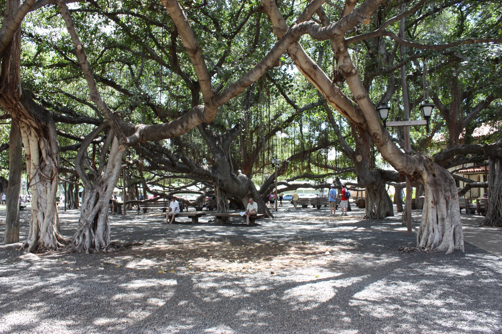 Banyan Tree Lahaina