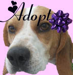 Adopt A Beagle