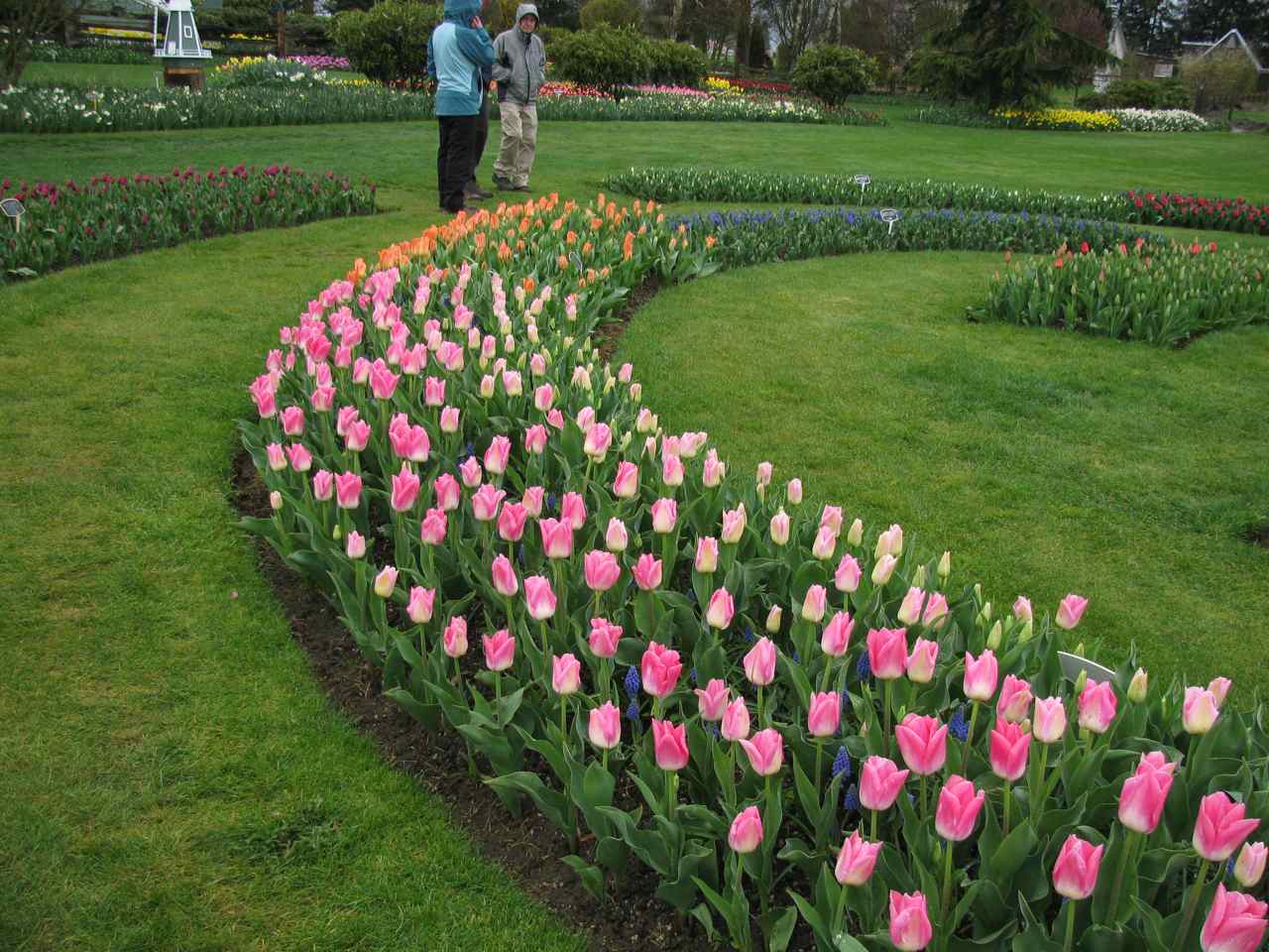 http://4.bp.blogspot.com/_O93HfUiFzt4/S60XWuEO1UI/AAAAAAAAByA/bQw-Sf1eD5U/s1600/tulips_2.jpg